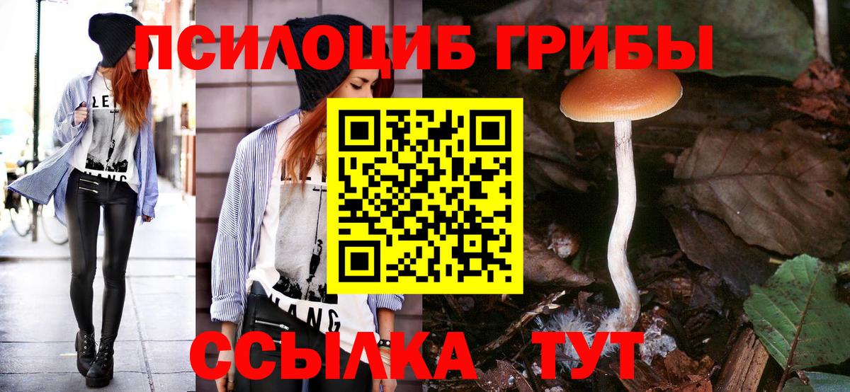 Псилоцибиновые грибы Cubensis Фролово